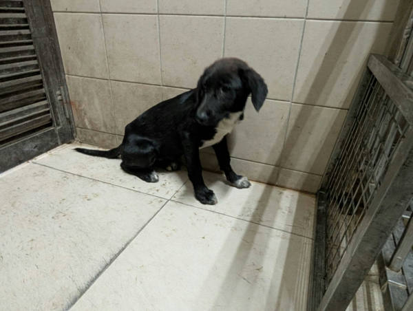 高雄市待認養狗 混種犬