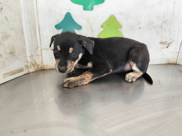 高雄市待認養狗 混種犬