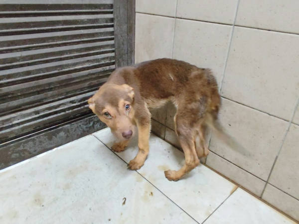 高雄市待認養狗 混種犬
