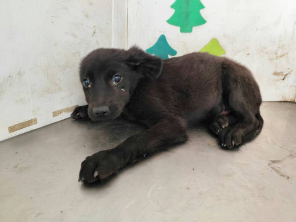 高雄市待認養狗 混種犬