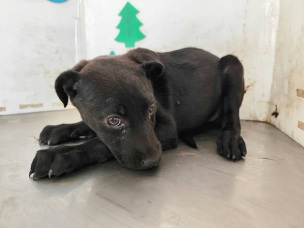 高雄市待認養狗 混種犬