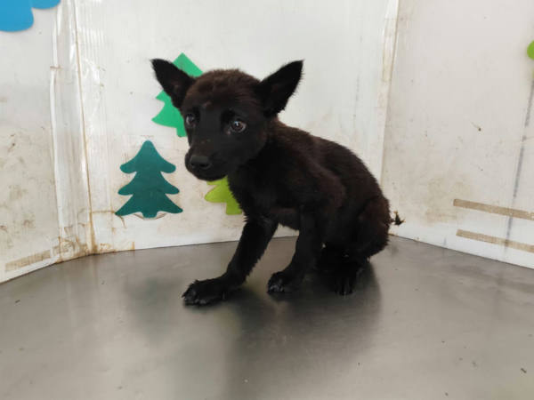 高雄市待認養狗 混種犬