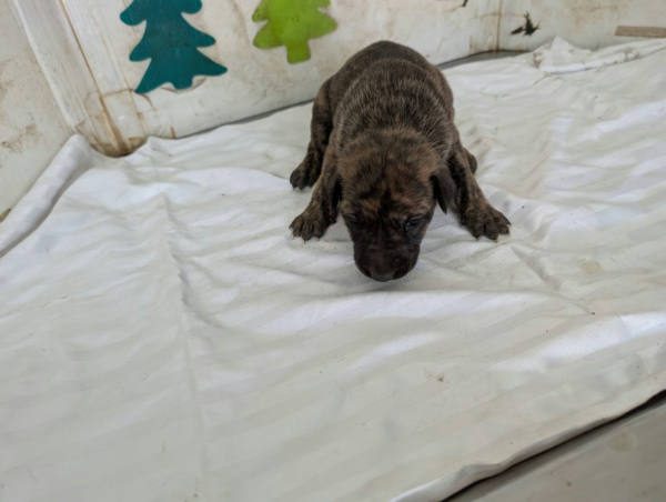 高雄市待認養狗 混種犬