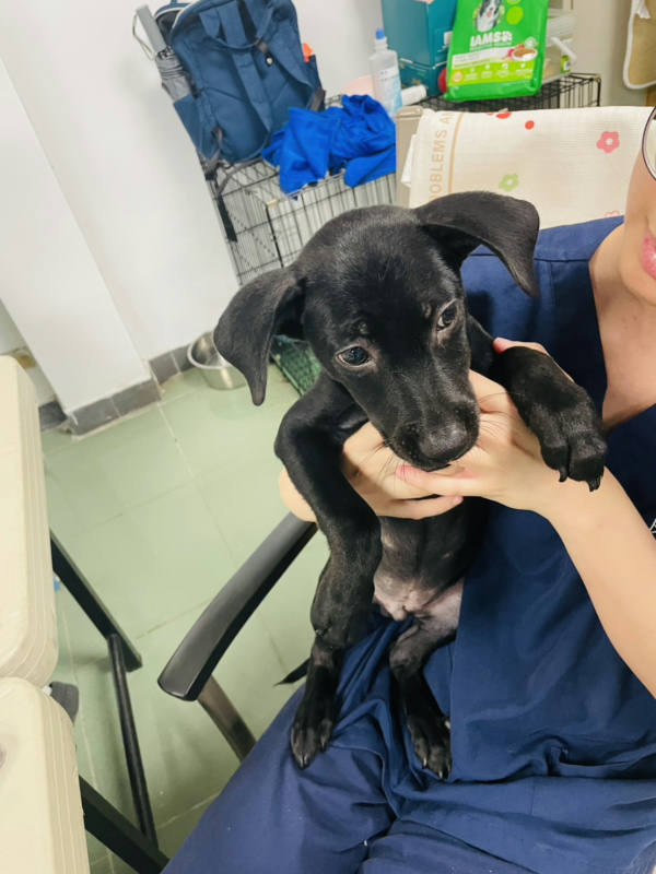 台南市待認養狗 混種犬