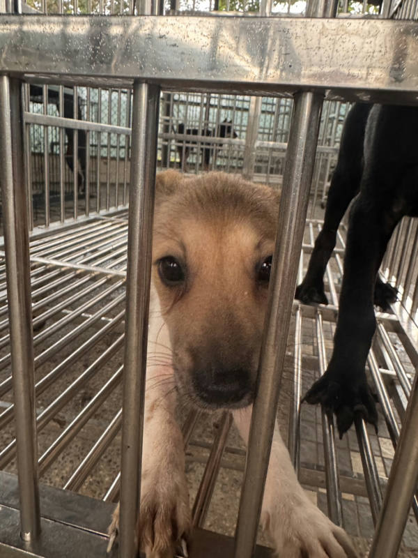 台南市待認養狗 混種犬