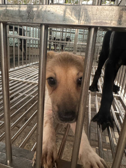 台南市待認養狗｜混種犬｜花色｜母