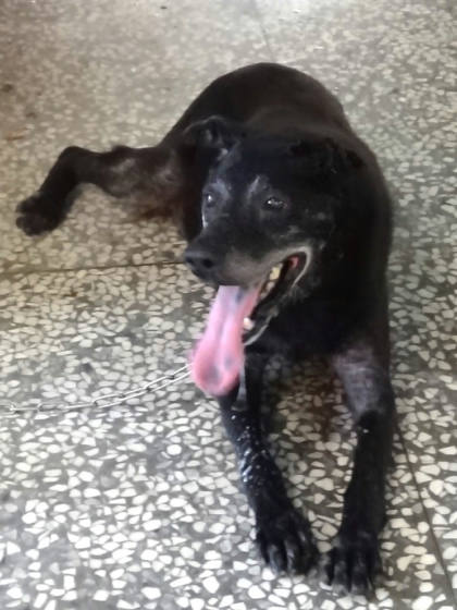 宜蘭縣待認養狗｜混種犬｜黑色｜公