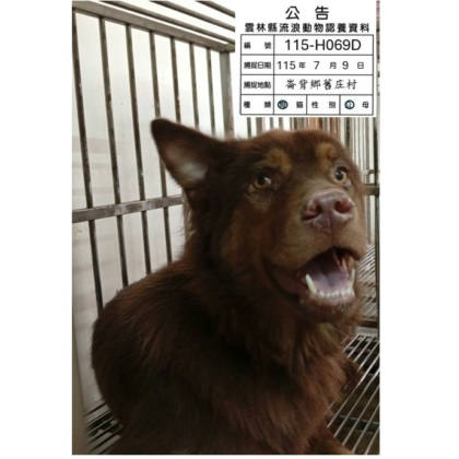 雲林縣待認養狗｜混種犬｜棕色｜公