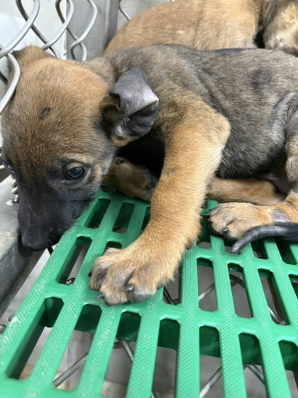 台東縣待認養狗｜混種犬｜黑黃色｜母