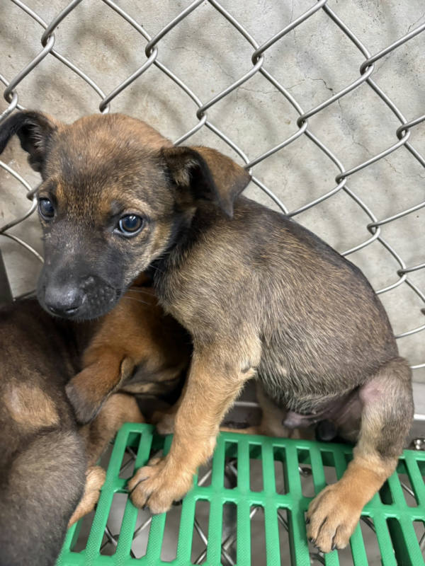 台東縣待認養狗 混種犬