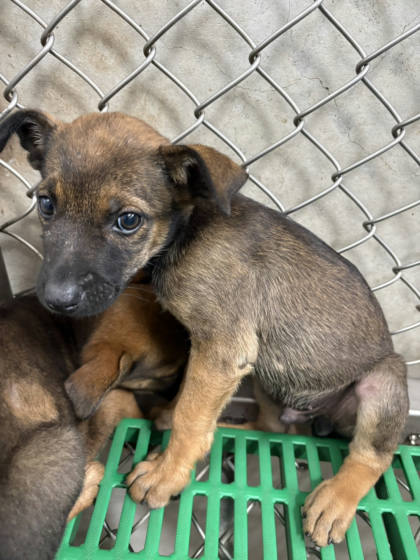 台東縣待認養狗｜混種犬｜黑黃色｜母