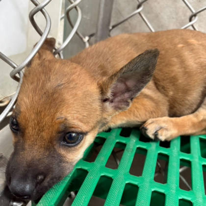 台東縣待認養狗｜混種犬｜黃色｜母