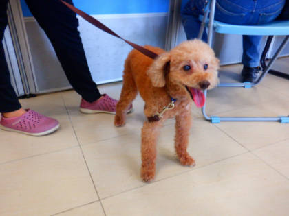 南投縣待認養狗｜貴賓犬｜棕色｜公