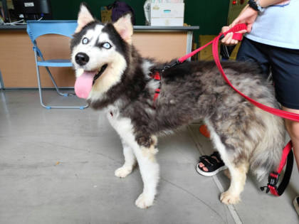 高雄市待認養狗｜哈士奇(西伯利亞雪橇犬)｜灰色｜母