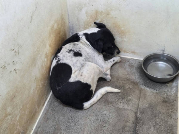 台北市待認養狗 混種犬