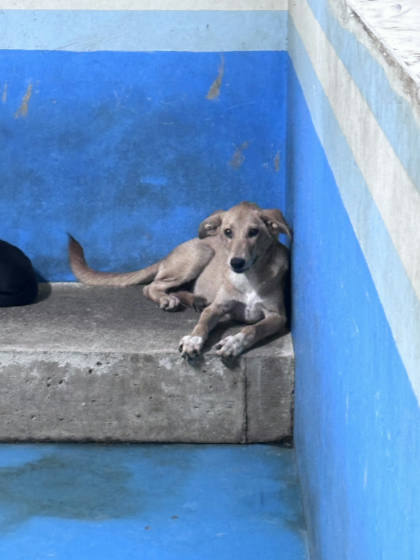 苗栗縣待認養狗｜混種犬｜黃色｜公