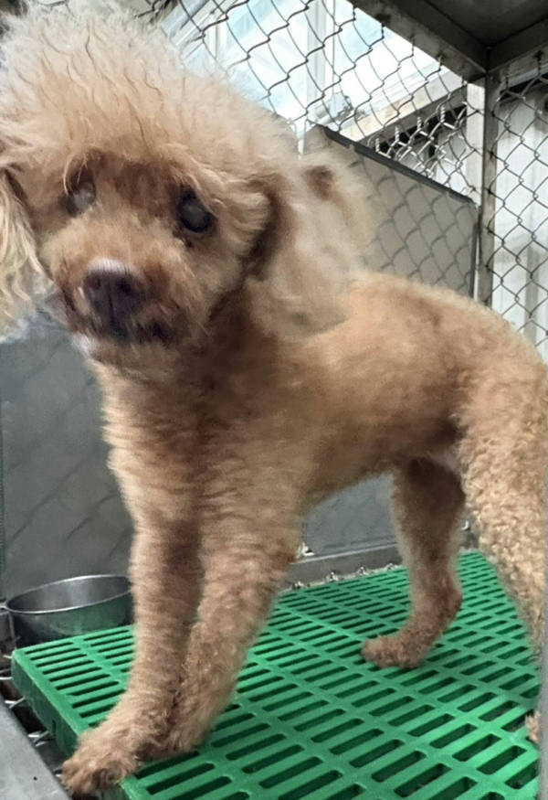 台東縣待認養狗 貴賓犬