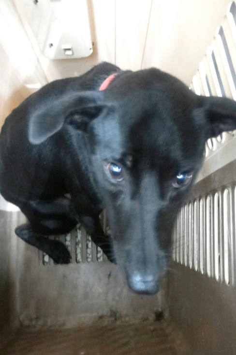 宜蘭縣待認養狗 混種犬
