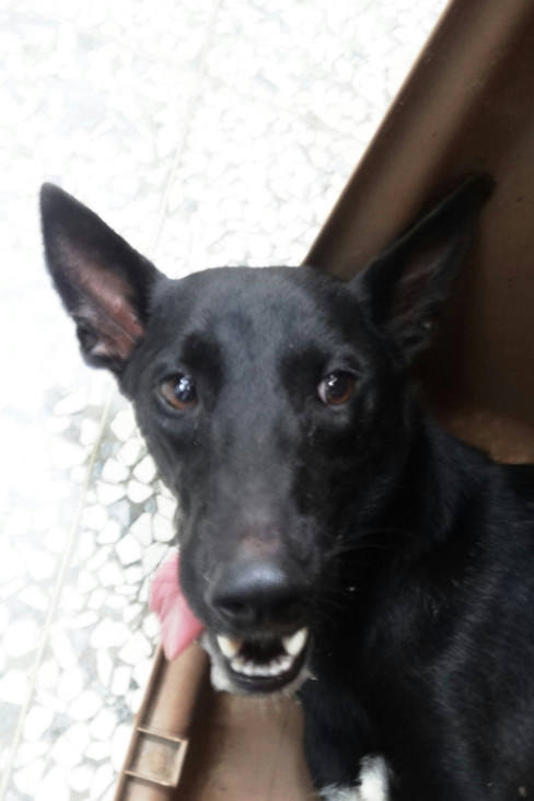 宜蘭縣待認養狗 混種犬
