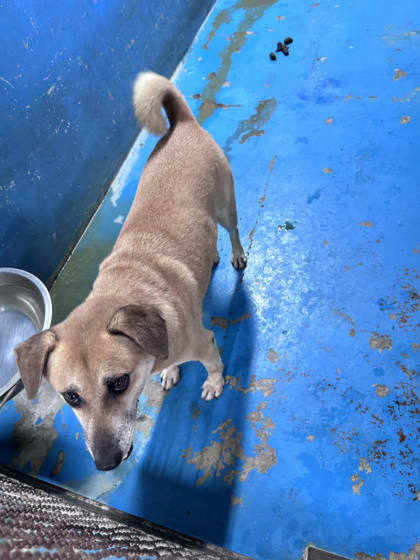 苗栗縣待認養狗｜混種犬｜黃色｜母