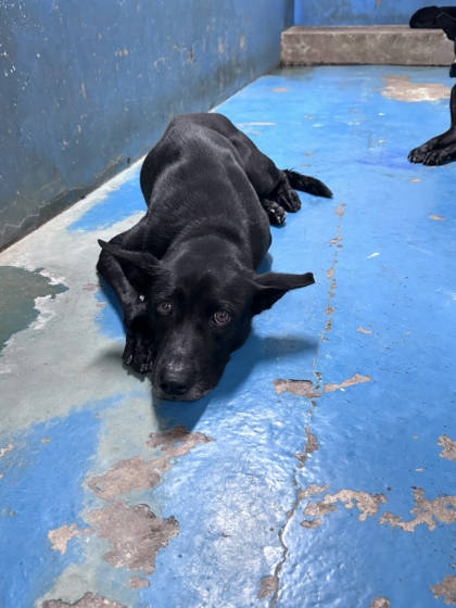 苗栗縣待認養狗｜混種犬｜黑色｜公