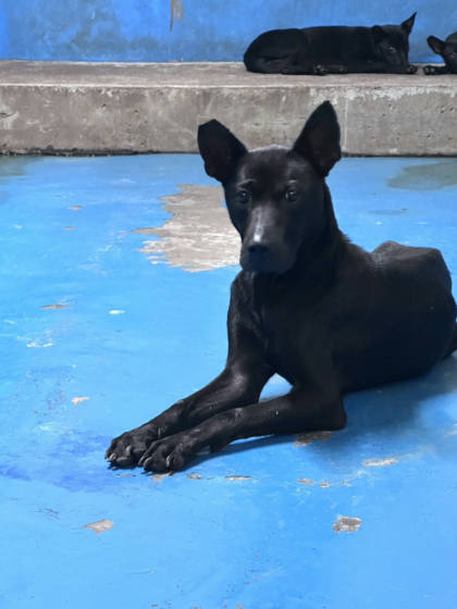 苗栗縣待認養狗｜混種犬｜黑色｜母
