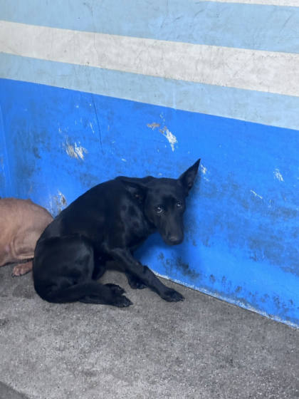 苗栗縣待認養狗｜混種犬｜黑色｜母