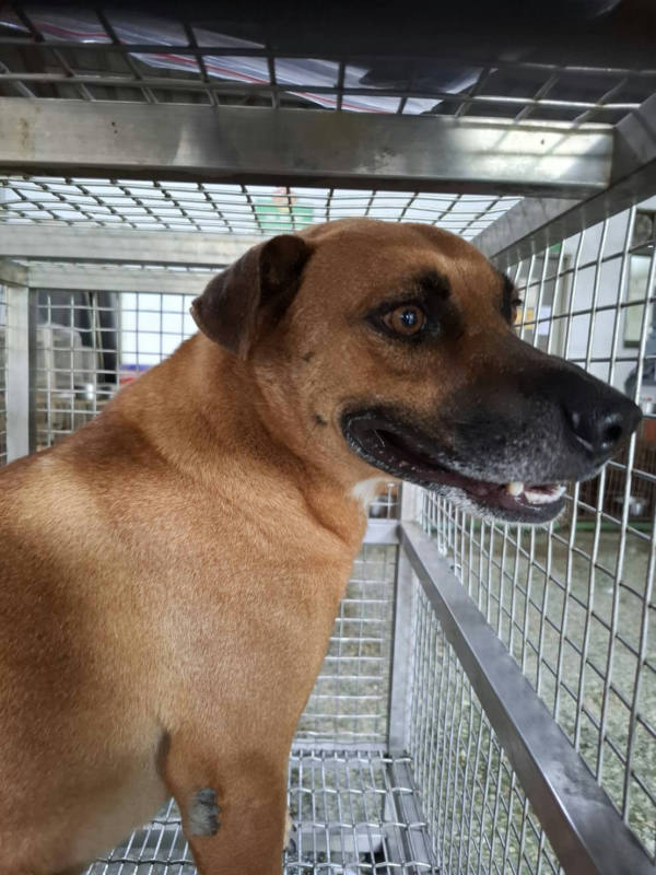 台南市待認養狗 混種犬