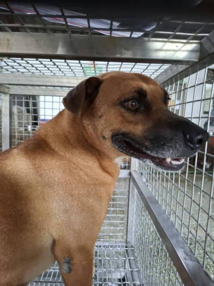 台南市待認養狗｜混種犬｜黃色｜公