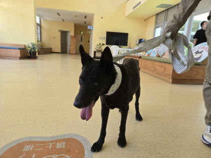 新竹市待認養狗｜混種犬｜黑色｜公