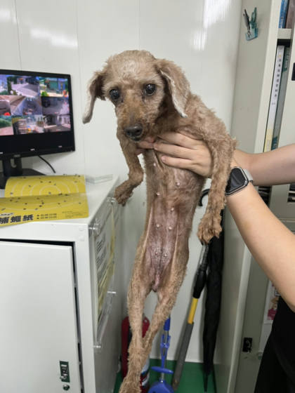 彰化縣待認養狗｜貴賓犬｜棕色｜母