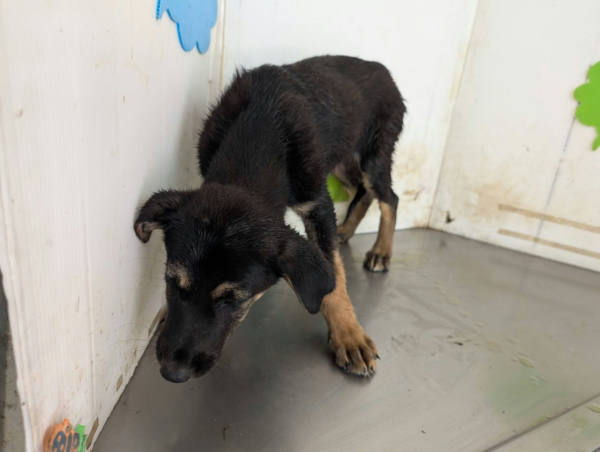 高雄市待認養狗 混種犬
