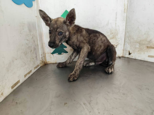 高雄市待認養狗 混種犬