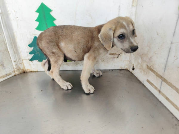 高雄市待認養狗 混種犬