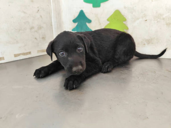 高雄市待認養狗 混種犬