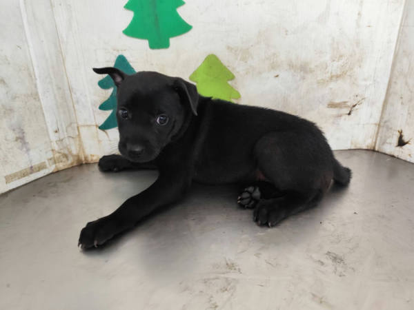 高雄市待認養狗 混種犬
