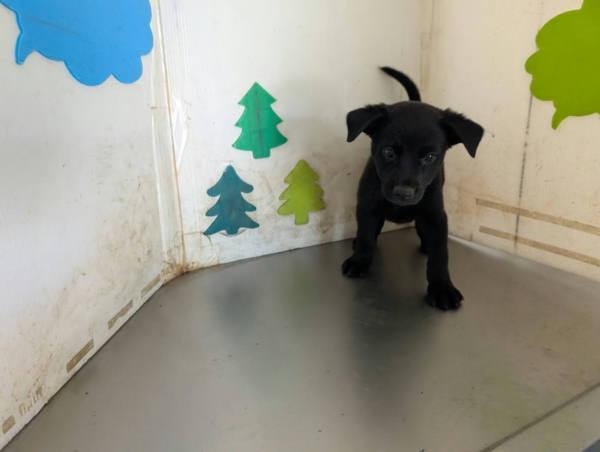 高雄市待認養狗 混種犬