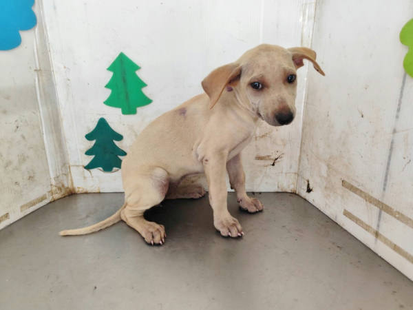 高雄市待認養狗 混種犬