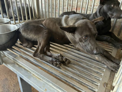 彰化縣待認養狗｜混種犬｜黑色｜公