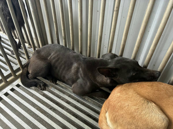 彰化縣待認養狗 混種犬