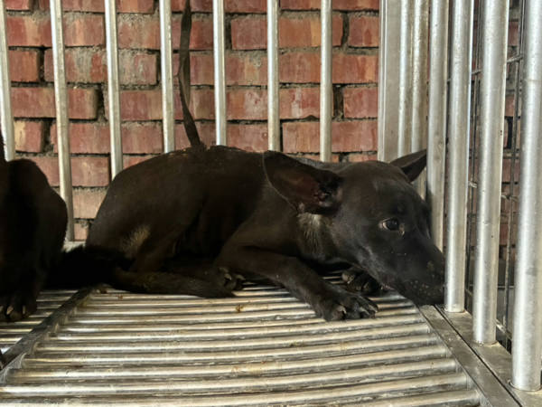 彰化縣待認養狗 混種犬