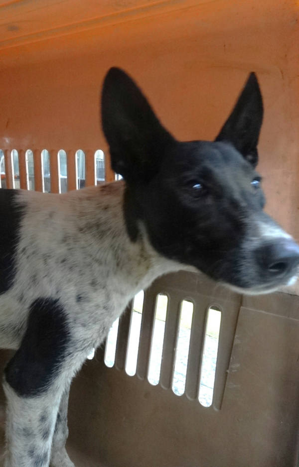 宜蘭縣待認養狗 混種犬