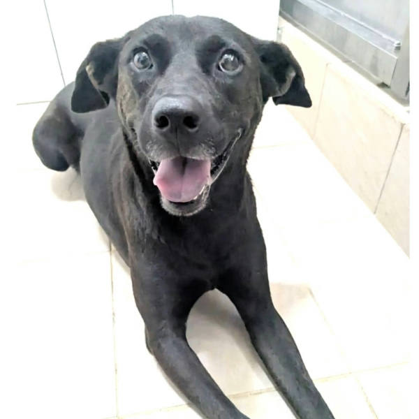 新竹縣待認養狗 混種犬