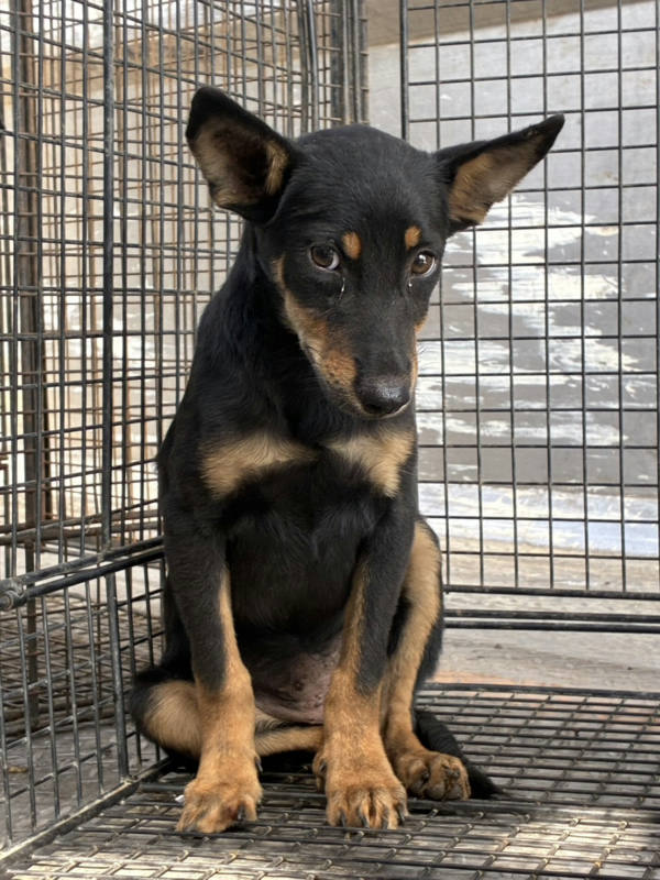 彰化縣待認養狗 混種犬