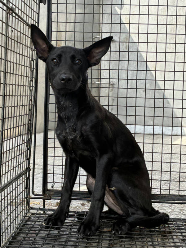 彰化縣待認養狗 混種犬