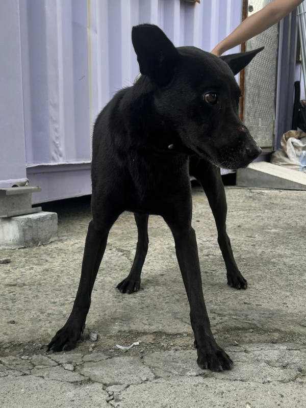 彰化縣待認養狗 混種犬