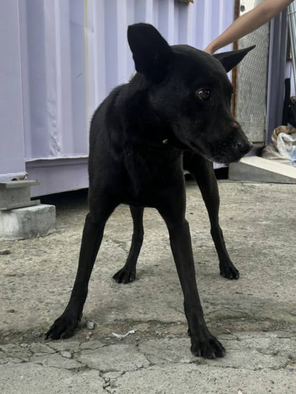 彰化縣待認養狗｜混種犬｜黑色｜母