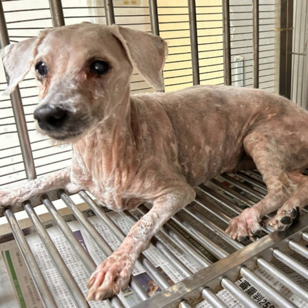 高雄市待認養狗 貴賓犬