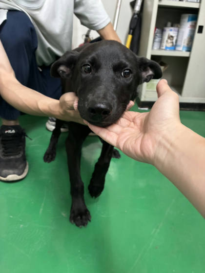 彰化縣待認養狗｜混種犬｜黑色｜公