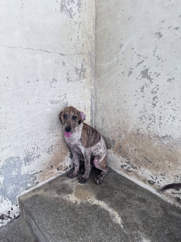 苗栗縣待認養狗 混種犬